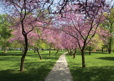 Budding Trees