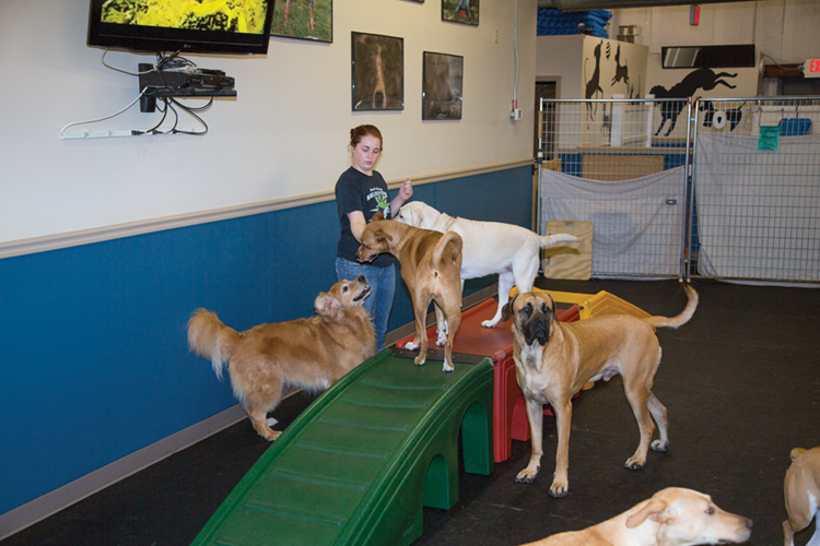 Wagmore Canine Enrichment