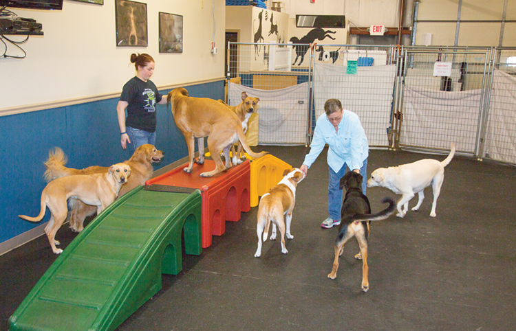  Wagmore Canine Enrichment 